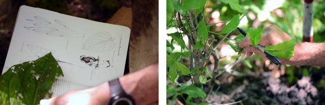 Vegetation Examination Handbook Combined